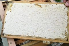 Täkt honungsram
