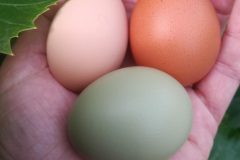 Vackra ägg